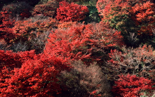 Яркие краски осени фото 29