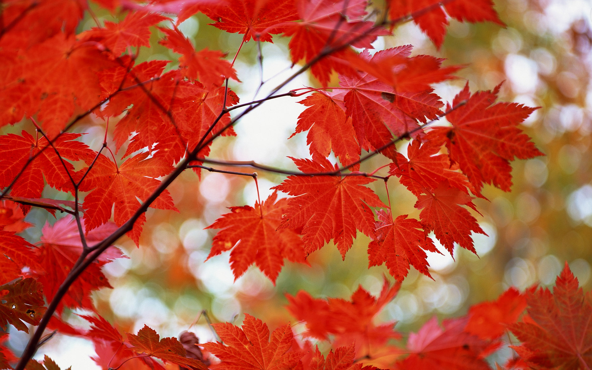 Красный золотой осень. Красивая осень. Осенние картинки на рабочий стол. Осень клен. Красивые листья.