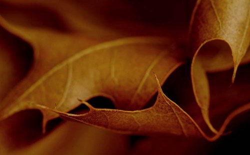 Осенние листья фото 17