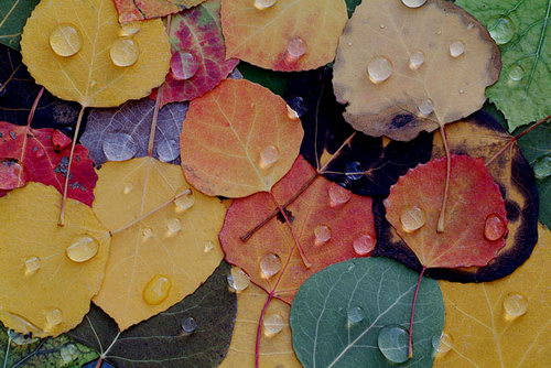 Осенние листья фото 18