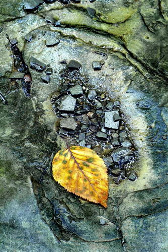 Осенние листья фото 23