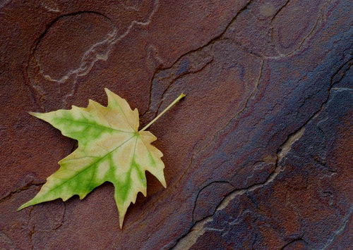 Осенние листья фото 43