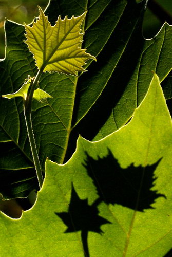 Осенние листья фото 44