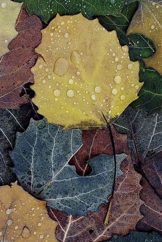 Осенние листья фото 45