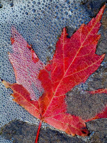 Осенние листья фото 52