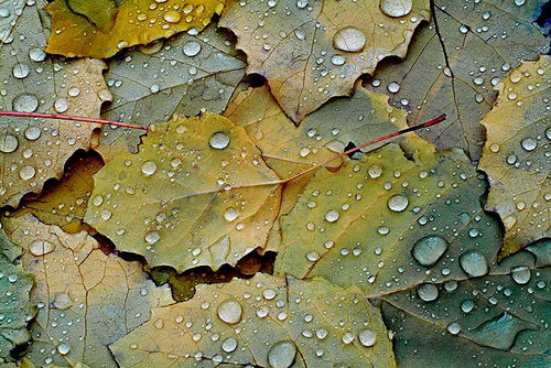 Осенние листья фото 53