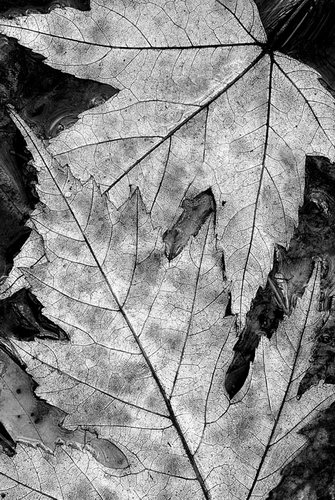 Осенние листья фото 55