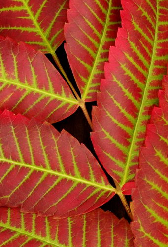 Осенние листья фото 63