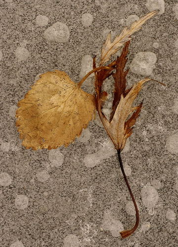 Осенние листья фото 76