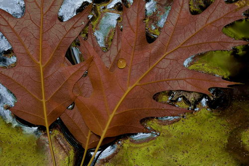 Осенние листья фото 84