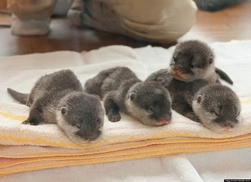 http://basik.ru/images/baby_otters/02.jpg