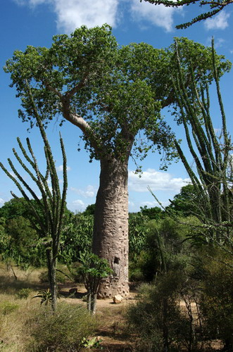 Баобабы - огромные деревья. фото 1