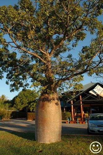 Баобабы - огромные деревья. фото 4