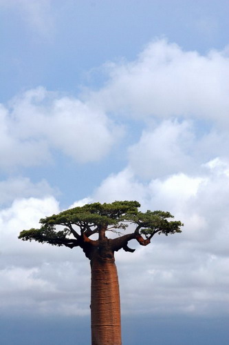 Баобабы - огромные деревья. фото 5
