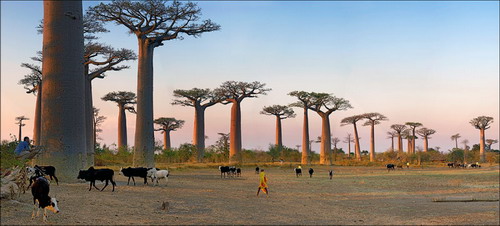 Баобабы - огромные деревья. фото 7