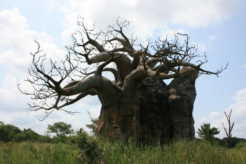 Баобабы - огромные деревья. фото 10