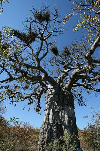 Баобабы - огромные деревья. фото 11