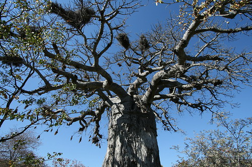 Баобабы - огромные деревья. фото 12