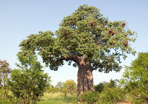 Баобабы - огромные деревья. фото 17