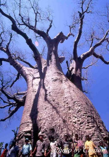 Баобабы - огромные деревья. фото 18