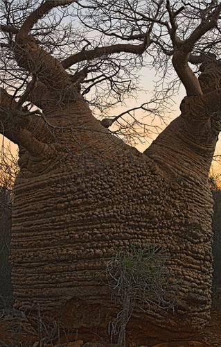 Баобабы - огромные деревья. фото 21
