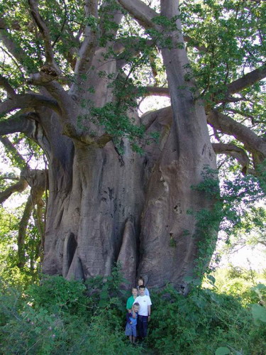 Баобабы - огромные деревья. фото 25