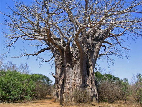 Баобабы - огромные деревья. фото 26
