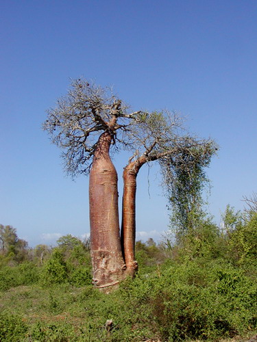 Баобабы - огромные деревья. фото 29