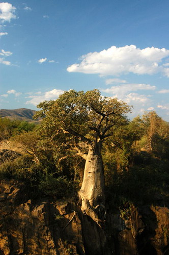 Баобабы - огромные деревья. фото 33