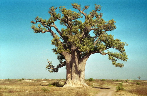Баобабы - огромные деревья. фото 38