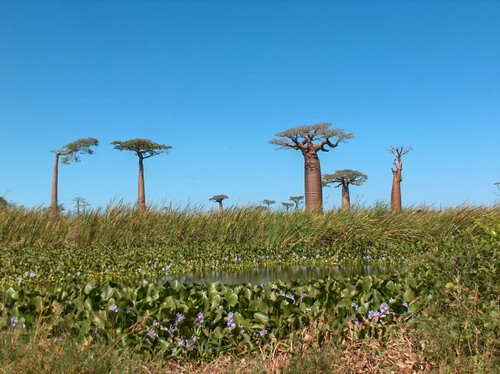 Баобабы - огромные деревья. фото 40