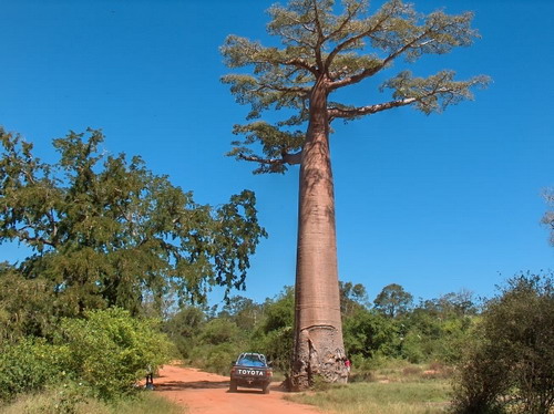 Баобабы - огромные деревья. фото 45