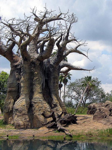 Баобабы - огромные деревья. фото 47