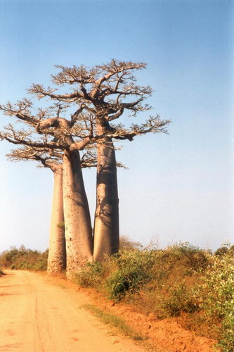 Баобабы - огромные деревья. фото 50