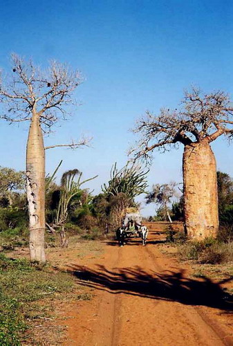 Баобабы - огромные деревья. фото 52