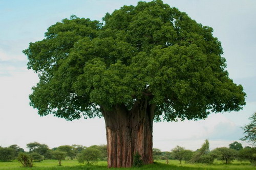 Баобабы - огромные деревья. фото 58