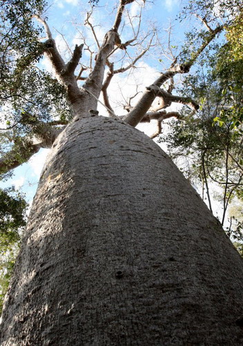 Баобабы - огромные деревья. фото 61
