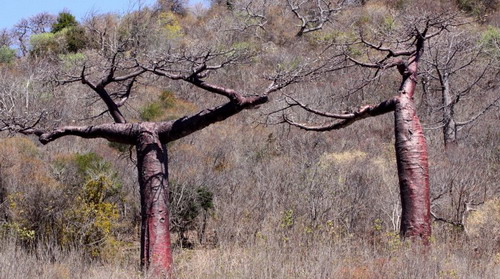 Баобабы - огромные деревья. фото 63