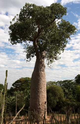 Баобабы - огромные деревья. фото 65