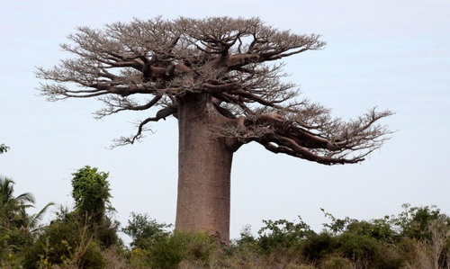 Баобабы - огромные деревья. фото 68
