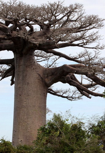 Баобабы - огромные деревья. фото 70