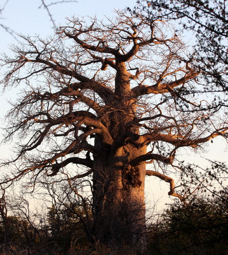 Баобабы - огромные деревья. фото 71