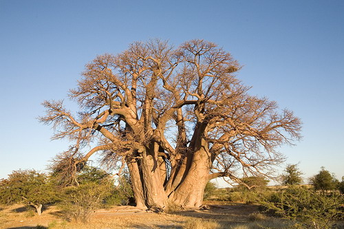 Баобабы - огромные деревья. фото 73