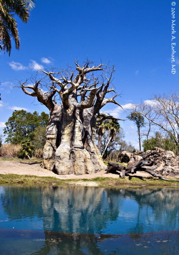 Баобабы - огромные деревья. фото 74