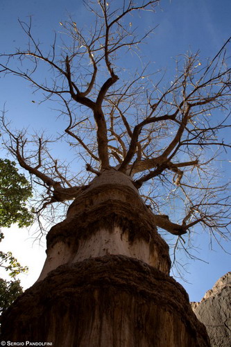 Баобабы - огромные деревья. фото 76