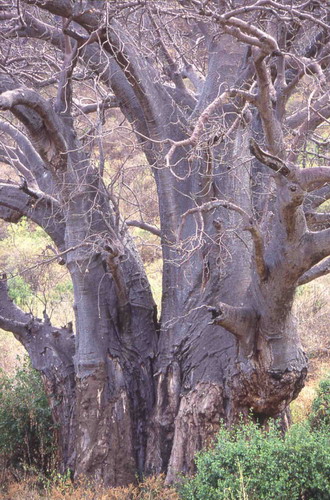 Баобабы - огромные деревья. фото 77