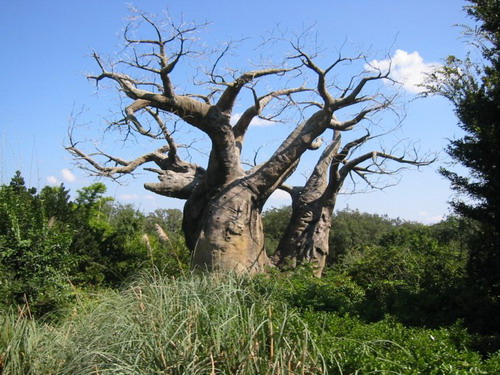 Баобабы - огромные деревья. фото 78