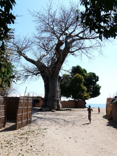 Баобабы - огромные деревья. фото 79