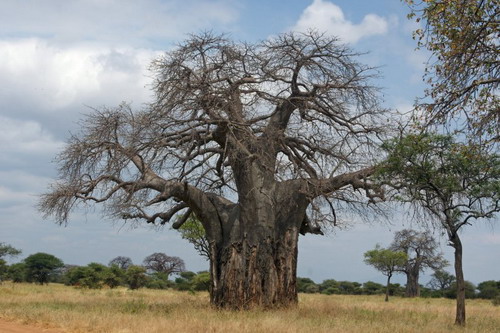 Баобабы - огромные деревья. фото 80