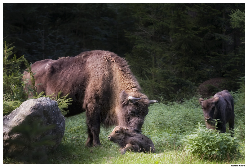 Национальный парк «Баварский лес» :: фотография 1